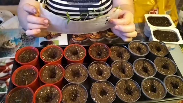 Пикируем перцы из самокруток) смотреть онлайн