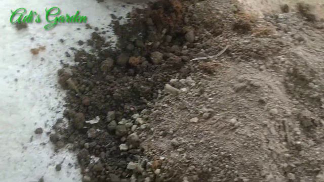 How to grow gladiolus plants from bulbs or corms in pots смотреть онлайн