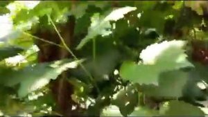 Новейшие гибридные формы винограда Загорулько Виталия Владимировича