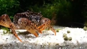 Новый питомец. Королевский леопардовый краб.