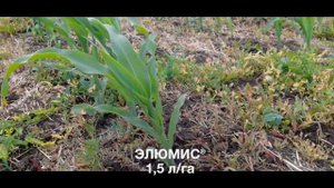 ЭЛЮМИС®, на полях кукурузы с технологией no-till, Башкирия