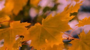 Вызываю огонь на себя. Посвящение герою России ст. лейтенанту Александру Прохоренко