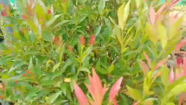 garden vlog😜 |nusrazz cooking|malayalam смотреть онлайн