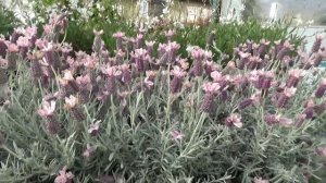 90 second Plant Tip of the Day - Ghostly Princess Spanish Lavender