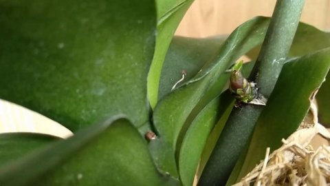 ЭТО орхидеи ПОЛЮБЯТ! НИКОТИНОВАЯ КИСЛОТА для орхидей! УСИЛИТЕЛЬ РОСТА орхидеи! орхидея на PP!