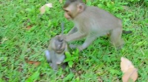 Good Cute Boy Baby Monkey Rex And Baby Astra