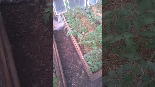 Выращивание томатов в теплой грядке 10.05.2015 !!! смотреть онлайн