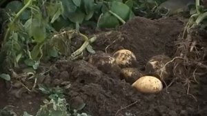 Уборка картофеля, особенности уборки урожая