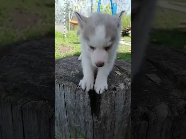 Питомник "LIVINGDON" предлагает щеночков породы Сибирский хаски.В любимцы ❤ Без документов
