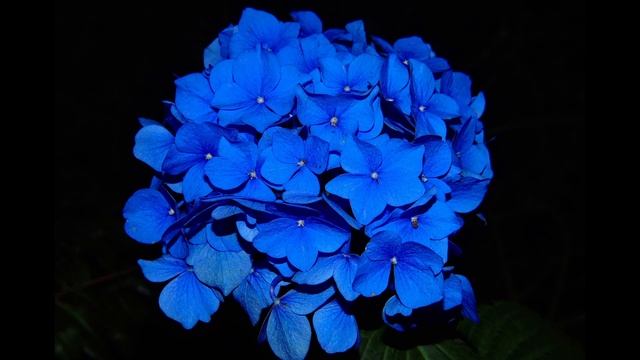 Самые популярные цветы в саду смотреть онлайн