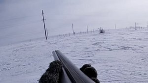 Охта на зайца с ягдтерьером. Два дня охот.