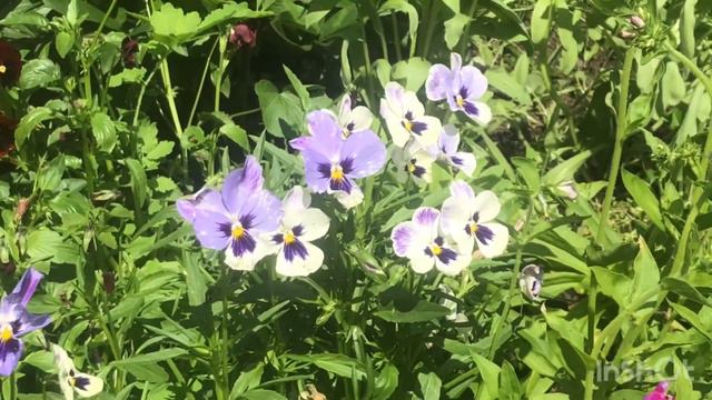 Виола зимняя вишня. Виола витрокка крупноцветковая смесь. Анютины глазки. смотреть онлайн