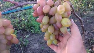 ВИНОГРАД ЮБИЛЕЙ НОВОЧЕРКАСКА