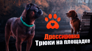 Дрессировка, социализация собаки, подъем на горку и спуск. Пти брабансон.