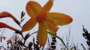 crocosmia