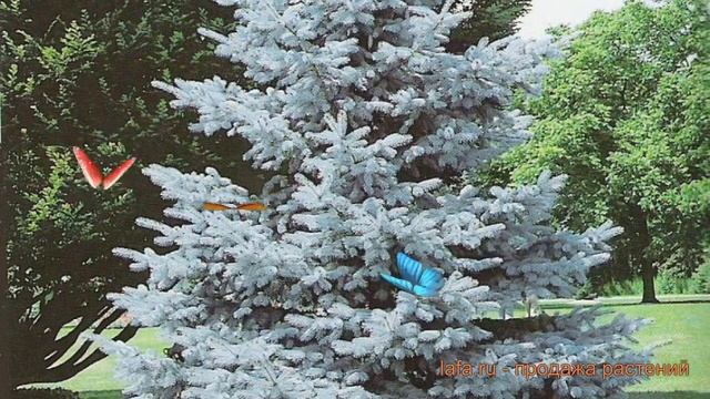 Ель колючая Хупси (picea Khupsi) ? колючая ель Хупси обзор: как сажать, саженцы ели Хупси