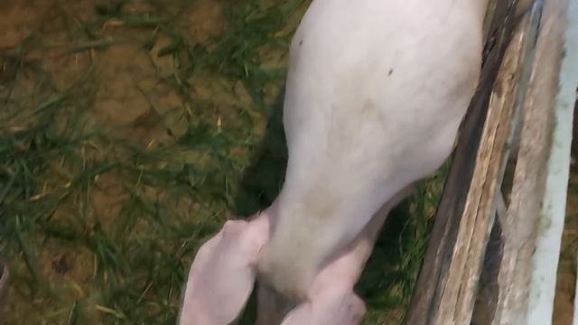 Вывод окончен.Странная курица. смотреть онлайн