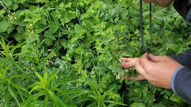 Save the Fireflies! - Conservation смотреть онлайн