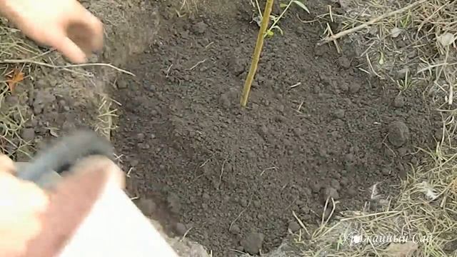 Лучший Способ Посадки Фруктовых Деревьев. 100% Приживаемость / чем обработать фруктовые деревья