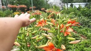 Лилии в саду цветут 🌹 Когда Цветут ЛИЛИИ 🌹 Восхитительная Цветущая Лилия 🌹