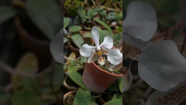 Phalaenopsis stuartiana смотреть онлайн