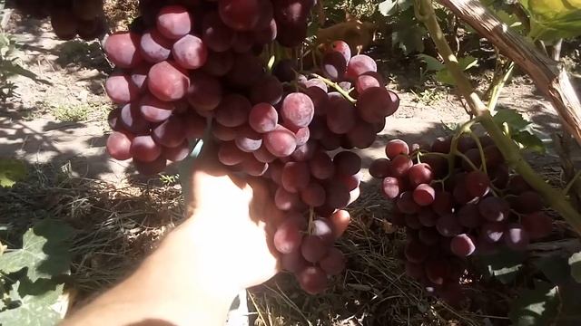 виноград Невеста. июль 2021г. смотреть онлайн