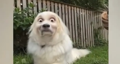 Смешные питомцы #3 смотреть онлайн