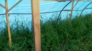 Тонкости размножения голубики зелеными черенками