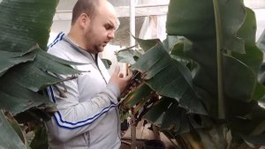 Вирощування бананів в теплицях. Удобрення, полив, догляд за бананами / Выращивание бананов