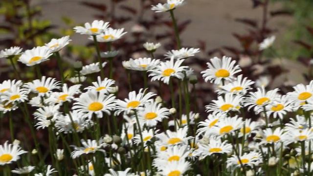 Ромашка белая смотреть онлайн