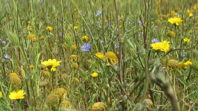 Полевые цветы,полевые цветы....Израиль.Кирьят-Ям смотреть онлайн