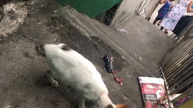 Кошка Рожает Котенка |  Самый Красивый Котенок в Мире