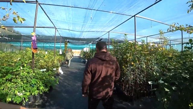 Плодово-Ягодный Питомник Воронеж Выращивают деревья Сад смотреть онлайн