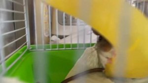 Можно ли приручить мышь?