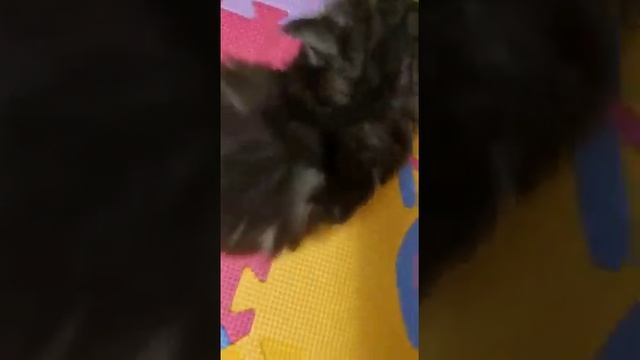 сибирские котята в добрые руки))великолепные!!!