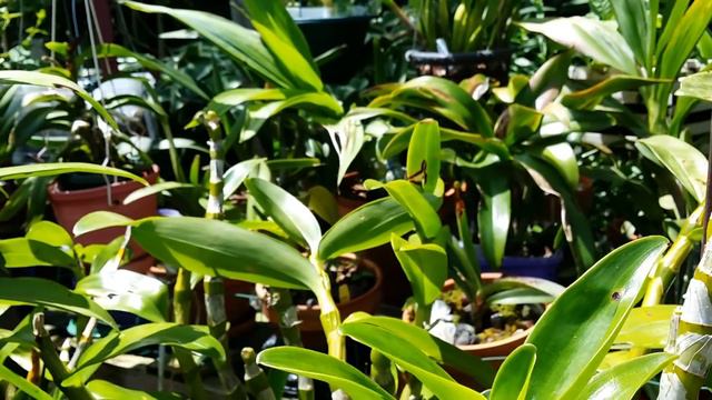 My Orchid Collection In June смотреть онлайн