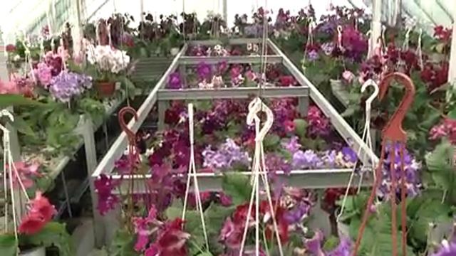 стрептокарпусы Диметрис Апрель 2012 часть 4 смотреть онлайн