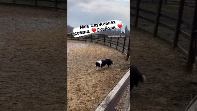 У вас служебная собака ?