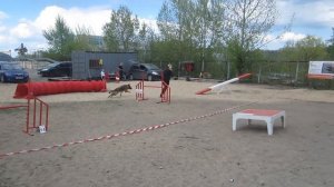 Немецкая овчарка Берта Аджилити гемблерз 2016