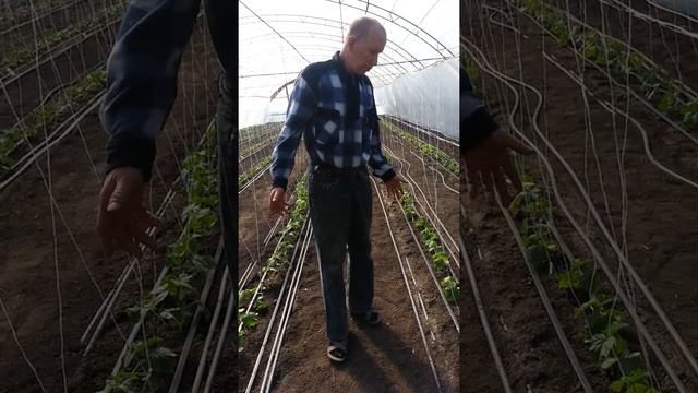 Биокомплекс БТУ на овощах в теплицах