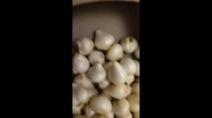 сколько нужно времени для очистки луковиц тюльпанов