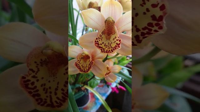 Cymbidium Enzan Forest 'Majolica' (Kusuda Shining x Yamba) смотреть онлайн