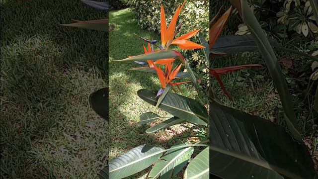 Bird of Paradise, Double Blooms on a stem