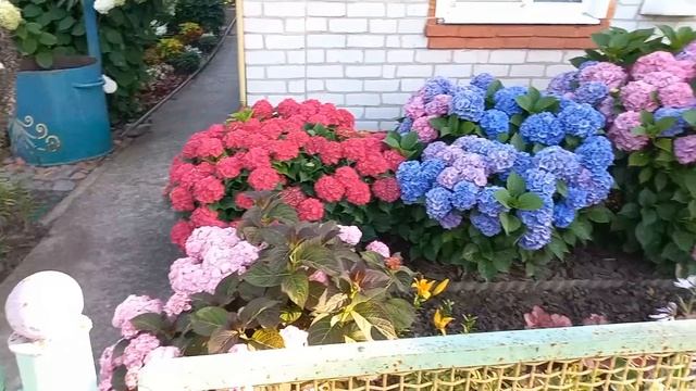 Секрети вирощування ВЕЛИКОЛИСНОЇ ГОРТЕГЗІЇ від сусідки Тетяни#великолиснагортензія#гортензія#квіти смотреть онлайн