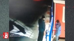 В Сатке собаки растерзали кота, которого пытались подкинуть в местный приют