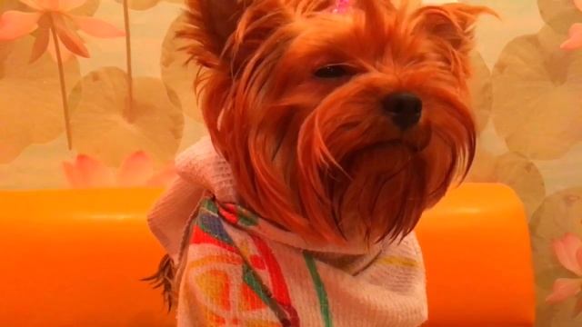 Чем нельзя,а чем можно кормить собаку?|Советы собачникам смотреть онлайн