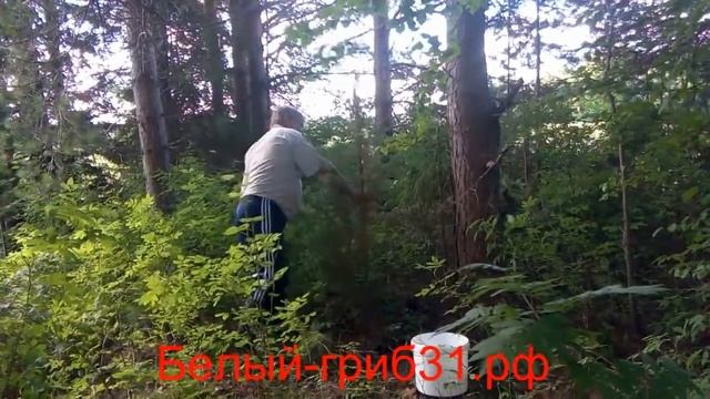 Веники для бани. Можжевеловый веник. смотреть онлайн