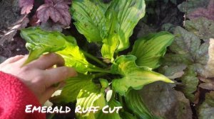 Хоста сорт Emerald Ruff Cut в конце сезона