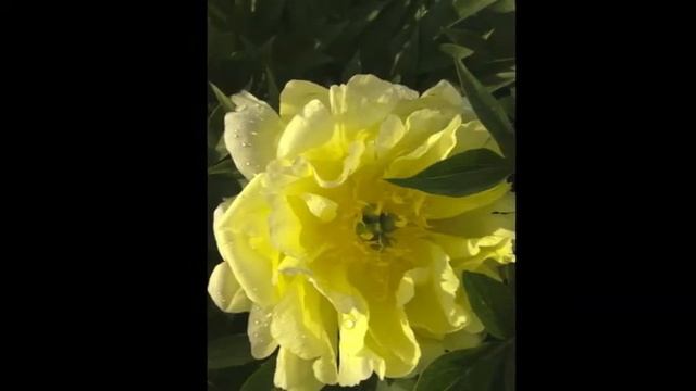 Чудесные созданья  - пионы