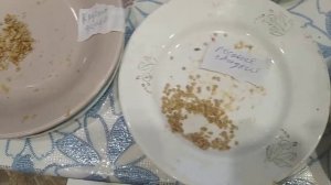 Как собрать семена томатов в домашних условиях
